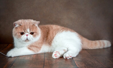 A beautiful exotic Shorthair cat lies on the brown background of the Studio.