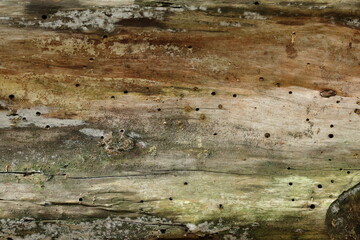 Fototapeta premium Close up of old tree texture in the forest, highly detailed