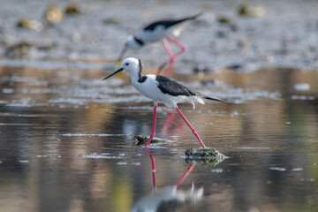 Obraz premium Black winged Stilt Himantopus leucocephalus