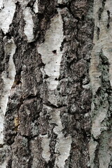 Close up of old tree  texture in the forest, highly detailed