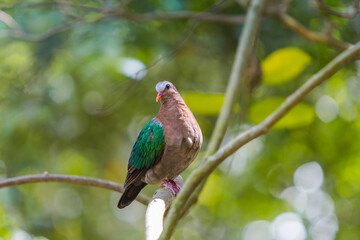 Emerald Dove bird on a tree