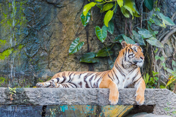Fototapeta na wymiar Indochinese Tiger resting on a stone bridge in front of waterfall