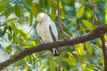 Pied Imperial pigeon bird on a tree branch