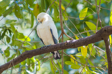 Fototapeta premium Pied Imperial pigeon bird on a tree branch