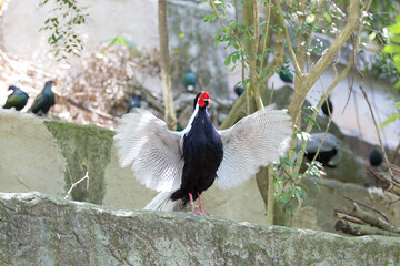 Silver Pheasant standing on the cave