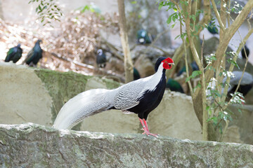 Silver Pheasant standing on the cave
