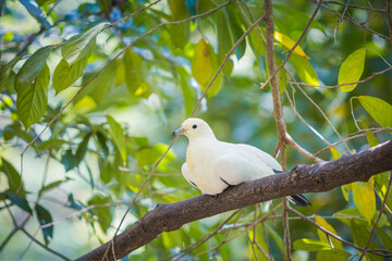 Pied Imperial pigeon bird on a tree branch
