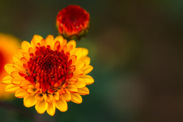 Orange-red chrysanthemums on a blurry background close-up. Beautiful bright chrysanthemums bloom in the autumn garden. Selective focus. Banner-a greeting card or calendar layout with copy space.