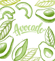 avocado set on white background in sketch style