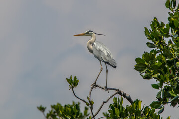 the egret or great blue heron in natuire