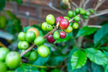 Coffee young green leaf on fresh tree.