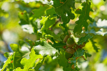 green acorn in early autumn