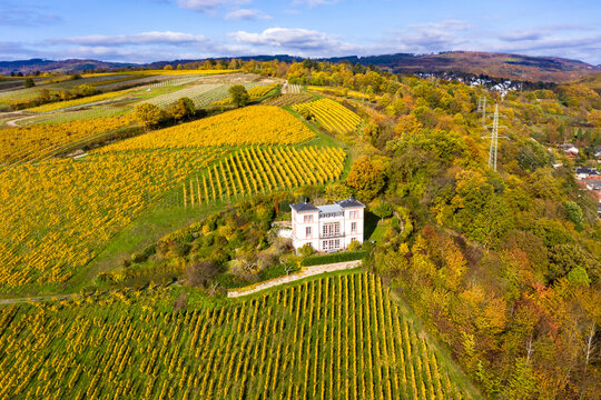 Aerial view, golden vineyards in autumn from above, Rheingau, region, Oestrich-Winkel, Walluf, Martinsthal, Hesse, Germany