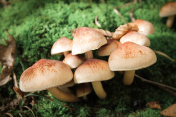 Non-edible mushrooms in a forest