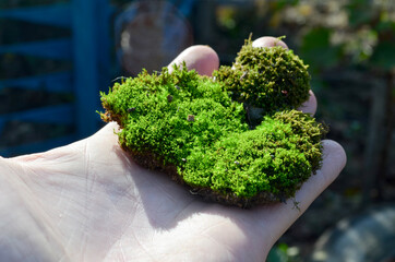 a piece of wild green moss on a light hand