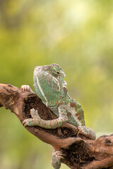 Veiled chameleon on tree branch (Chamaeleo calyptratus)