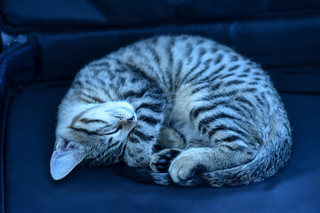 Cute young cat and kittens