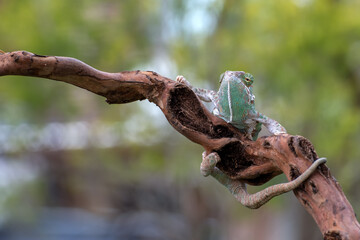 Veiled chameleon on tree branch (Chamaeleo calyptratus)