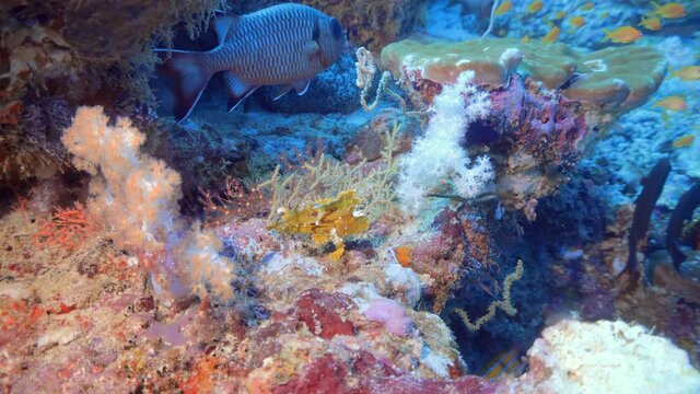 beautiful rare leaf fish on there reef in maldives