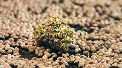 Cannabis bud on bed of seeds. Medical marijuana concept.