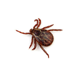 Tick insect isolated on white.