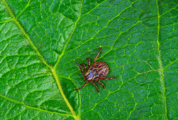 Tick insect on a green plant background.