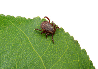  Macro mite sitting on a plant isolated on white.