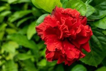 Red shoe flower or Hibiscus rosa-sinensis or Chinese rose flower or rose mallow or Hawaiian with green leaves of tree in garden.