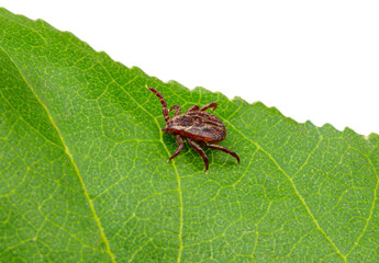  Tick sitting on a green leaf.