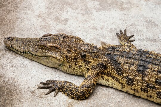 Freshwater or Siamese Crocodile, Crocodylus siamensi , baby crocodile lie down on the cement floor.