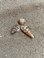 shell on the beach