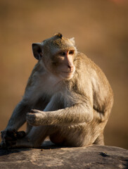 Les temples d'Angkor au Cambodge