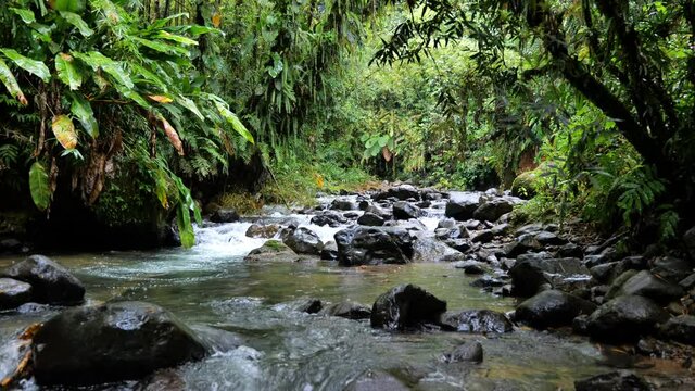 River in the tropical forest rainy day dense vegetation trace des jesuites Martinique