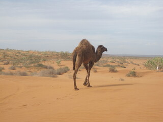 The dry Sahara desert and Atlas mountain landscapes around Agadir in Morocco, Africa