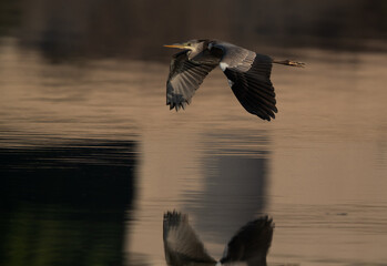 Grey Heron flying at Tubli bay, Bahrain