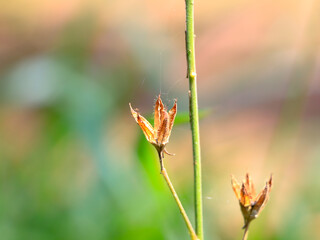 Seeds of a weed plant which has white color flower