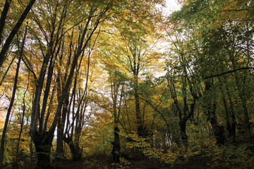 Autumn forest. Yellow leaves on trees. 