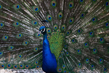 Plakat Peacock