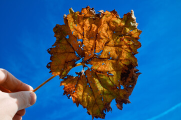 yellow plant leaf in hand on a blue background
