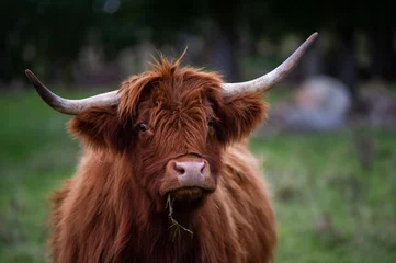 Acrylic prints Highland Cow Big highlander on a field
