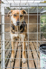 檻に入れられ今日は休みの牧羊犬