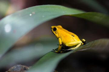 Exotic frogs