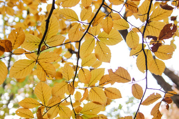 Fototapeta na wymiar Autumn forest. Yellow leaves close up. 
