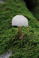 Non-edible mushrooms in a forest