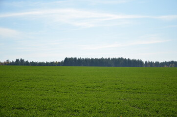 grass, sky, field, landscape, meadow, green, nature, blue, summer, spring, cloud, agriculture, horizon, clouds, farm, land, rural, sun, tree, hill, pasture, countryside, wheat, day, lawn