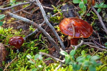 The butter can mushroom are growing among brown leaves and green grass in the tundra forest