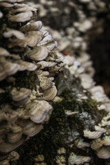 Non-edible mushrooms in a forest