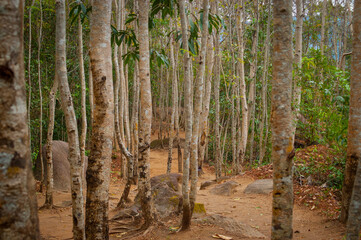 Les temples d'Angkor au Cambodge
