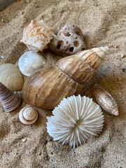 seashells on the sand