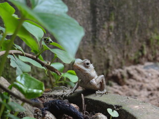 The lizard climbed onto a flower pot.